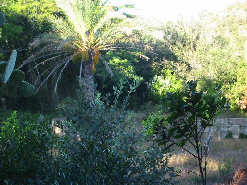 terreno boschivo solo per agricoltori mq 39000